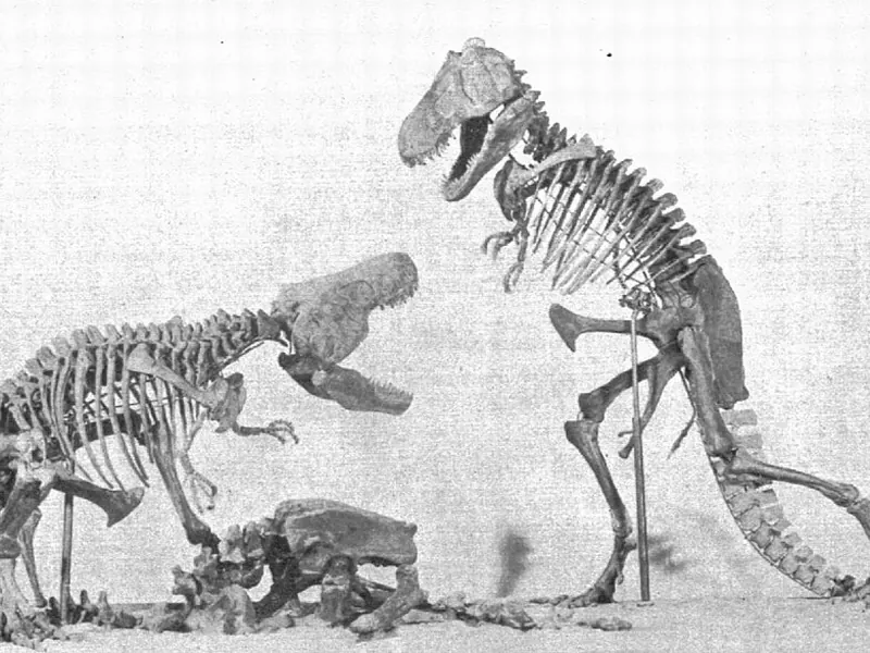 A 1913 museum model of two T. rex skeletons, one standing upright and one crouching over a carcass