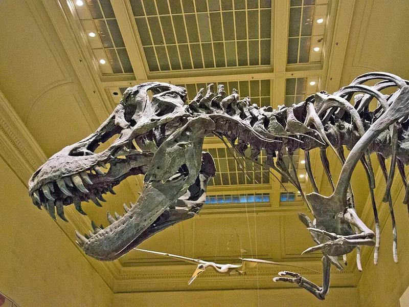 A mounted T. rex skeleton lunging forward with its jaws open, in the Smithsonian’s dinosaur hall