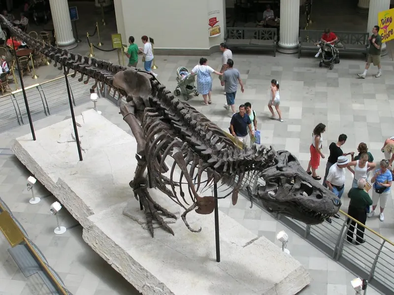 The long skeleton of Sue the T. rex on display in a museum hall, with visitors walking past