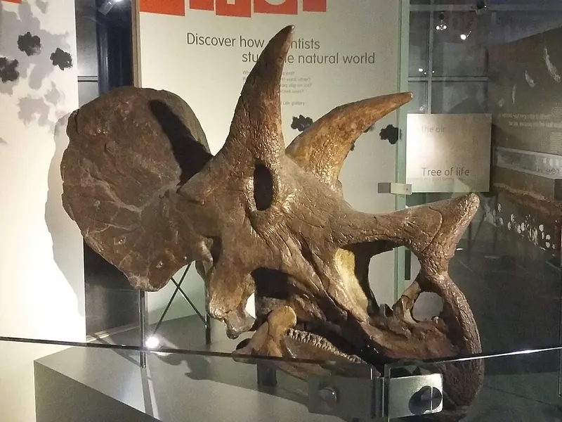 A large Triceratops skull with three horns and a wide bony frill, in a museum